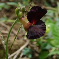 Macroptilium atropurpureum (DC.) Urb.